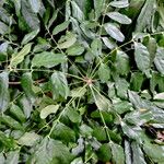 Khaya senegalensis Leaf