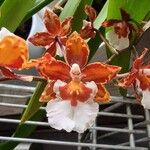 Oncidium crocidipterum Flor