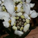 Iberis saxatilis Flor