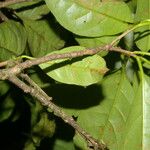 Bourreria costaricensis Folha
