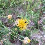 Centaurea orientalis फूल