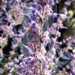 Trichostema parishii Flower