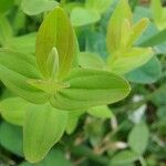 Hypericum mutilum Hoja