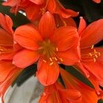 Clivia miniata 花