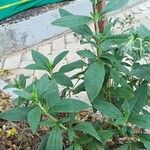Trichodesma zeylanicum Leaf