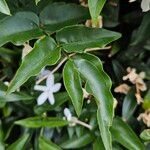 Jasminum officinale 叶