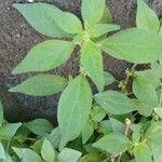 Parietaria judaica Leaf