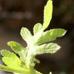 Volutaria tubuliflora Leaf