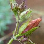 Hypericum annulatum Frucht