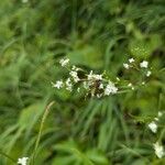 Galium aristatum Квітка