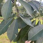 Ceiba speciosaList