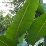 Musa velutina Outro