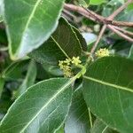 Cassine orientalis Flower