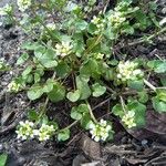 Cochlearia danica Habitus