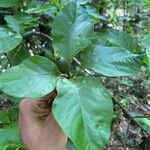 Randia armata Fruit