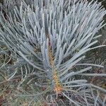 Abies concolor Leaf