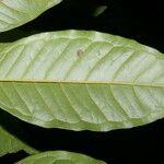 Eugenia lithosperma List