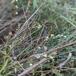 Persicaria punctata Fiore