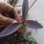 Tradescantia pallida List