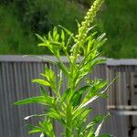 Reseda luteola 花