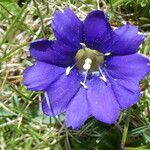 Gentiana pyrenaica Virág