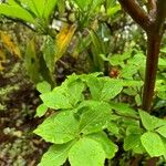 Enkianthus cernuus Leaf