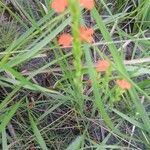 Striga asiatica Flower