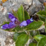 Paederota bonarota Flower