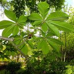 Aesculus turbinata Leaf