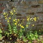 Hieracium sabaudum Habitat