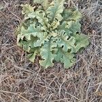 Verbascum undulatum Leaf