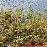 Persicaria glabra Hábito