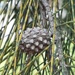 Casuarina cunninghamiana Ovoce