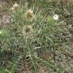 Cirsium richterianum 花
