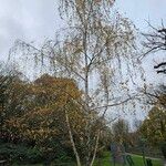 Betula pendulaHabitus