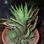 Haworthia attenuata পাতা