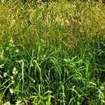 Bromus inermis Costuma