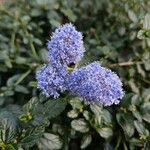 Ceanothus thyrsiflorus Кветка