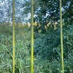 Phyllostachys aureosulcata Koor