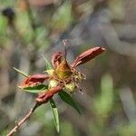 Hypericum lanceolatum Фрукт