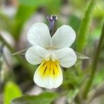 Viola arvensisFlor