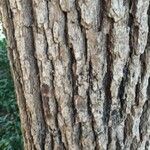 Cinnamomum glanduliferum Corteza