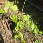Tinospora crispa Hoja