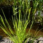 Fimbristylis autumnalis Habit