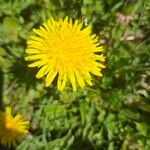 Taraxacum cucullatiforme Fula