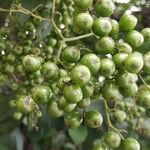 Cordia dentata Fruto