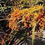 Phoenix canariensis Fruit