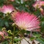 Albizia julibrissinFlower