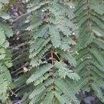 Mimosa bimucronata Leaf