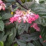 Clerodendrum thomsoniae Blomst